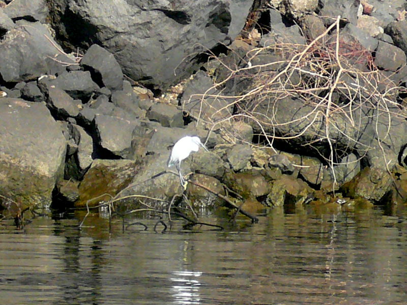 Nile23