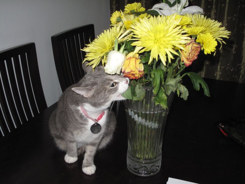 Cat1