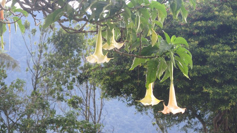 Flora2