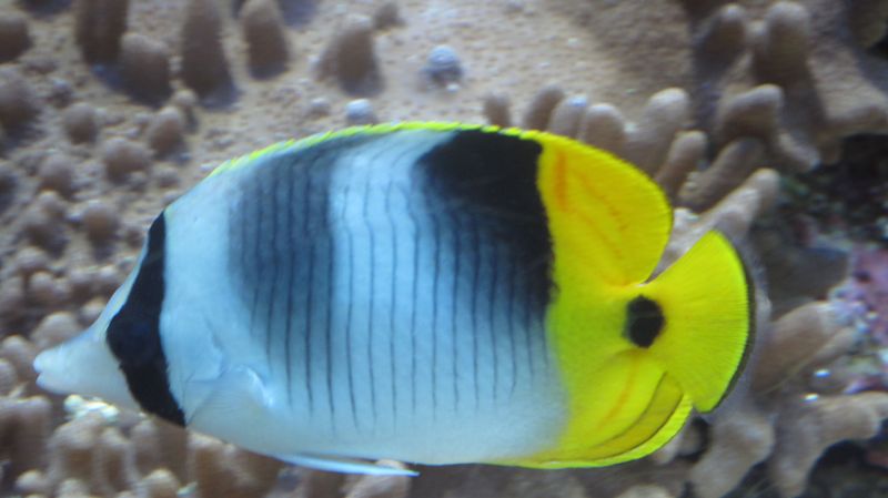 Oceana1