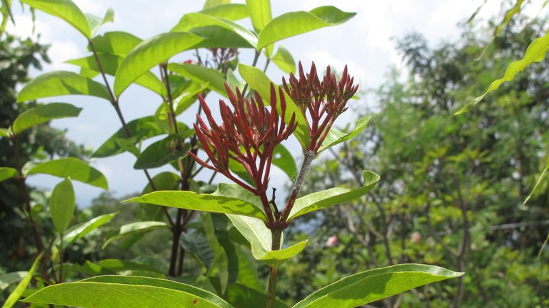 Flora1 Flora1
