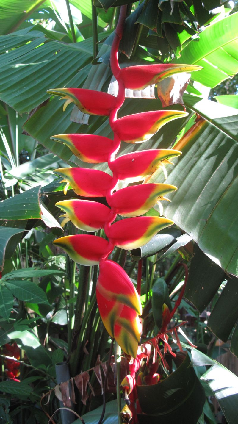 Flora3