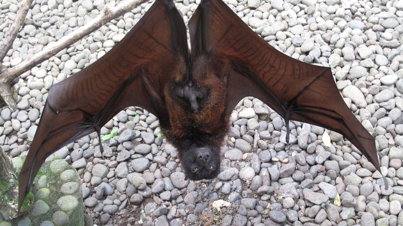 Fauna2