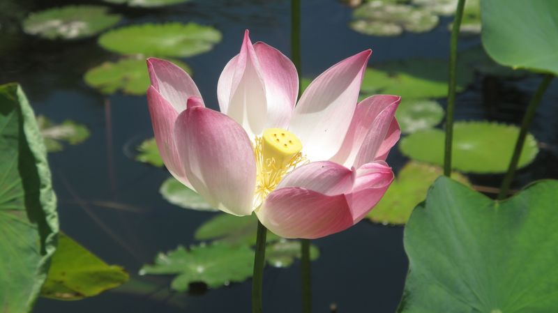 Flora9