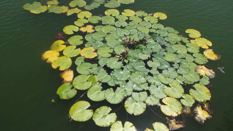Flora11