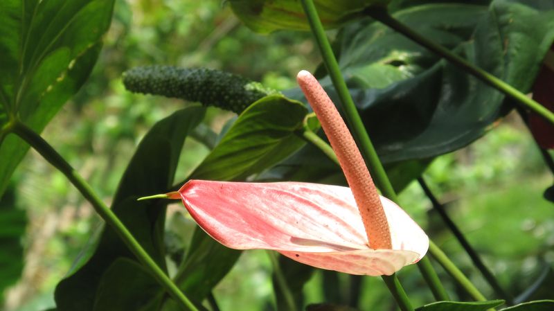 Flora4