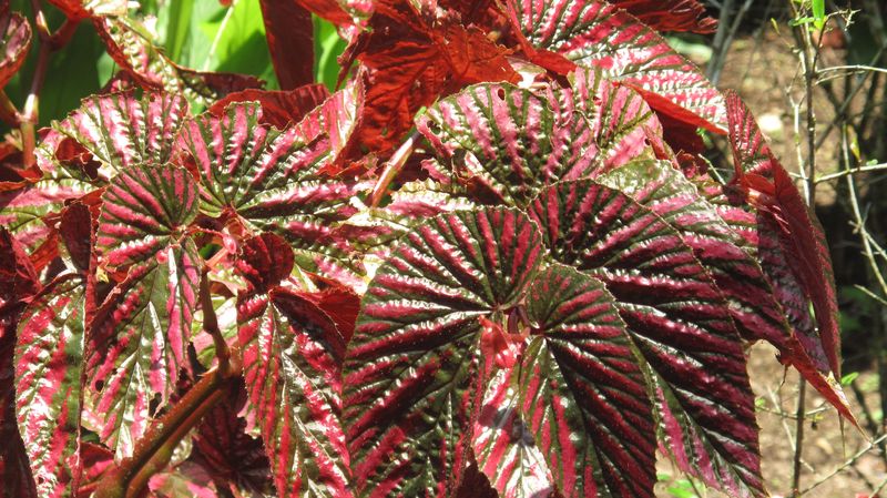 Flora6
