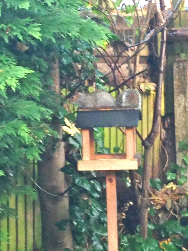 Squirrel