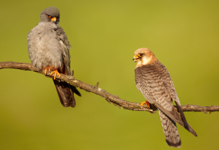 Falco_vespertinus_3_(Martin_Mecnarowski)