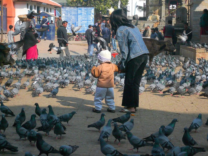 Pigeons2 Pigeons2