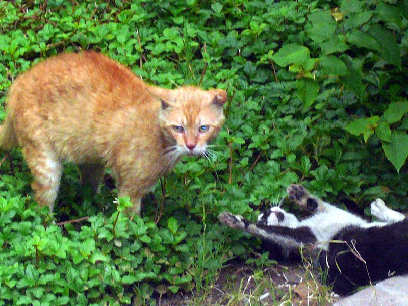Cats1 Cats1
