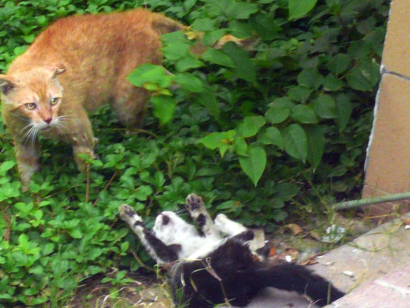 Cats2_2 Cats2_2