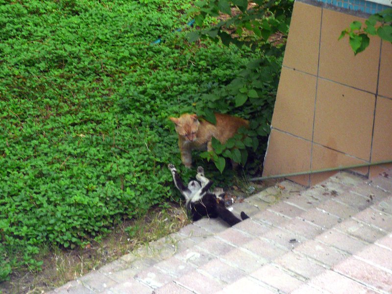 Cats3 Cats3