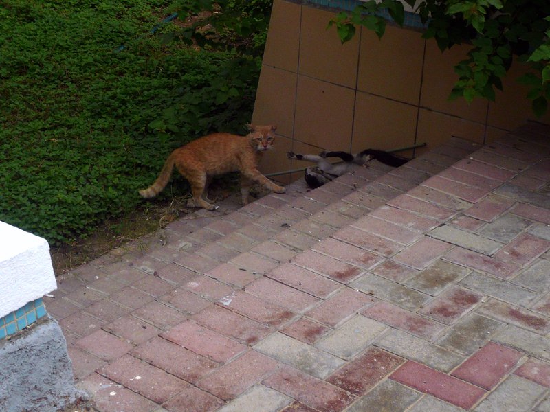Cats4 Cats4