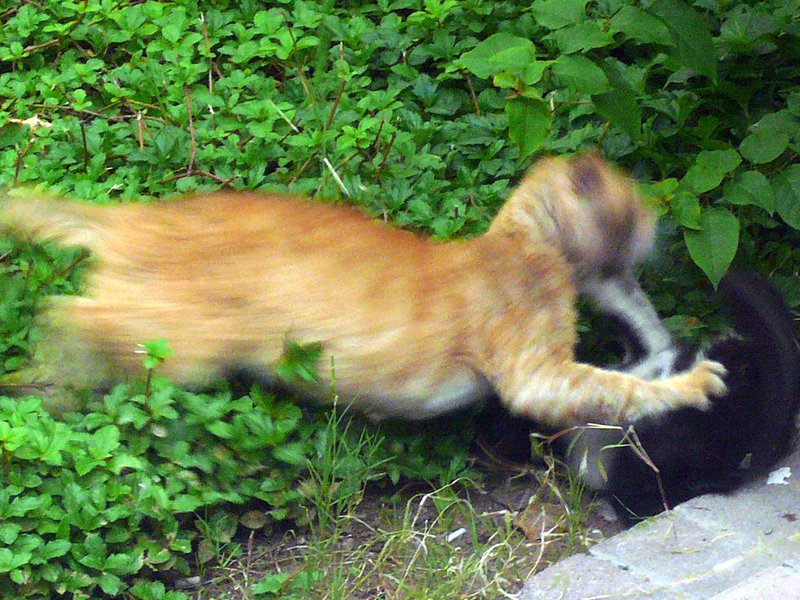 Cats5 Cats5