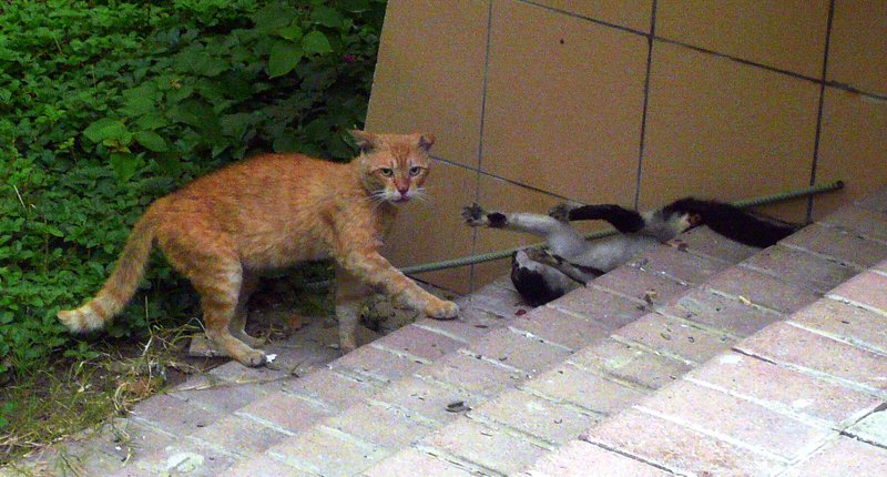 Cats6 Cats6