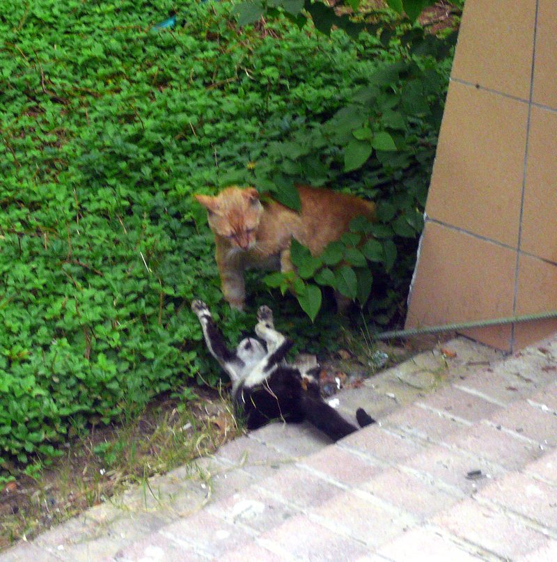 Cats7 Cats7