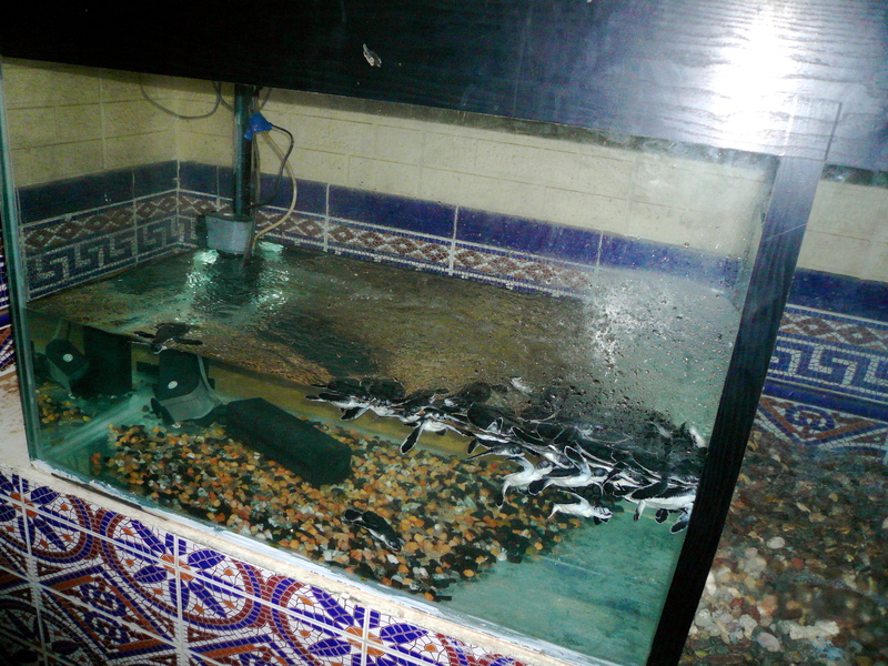 Turtles_3 Turtles_3