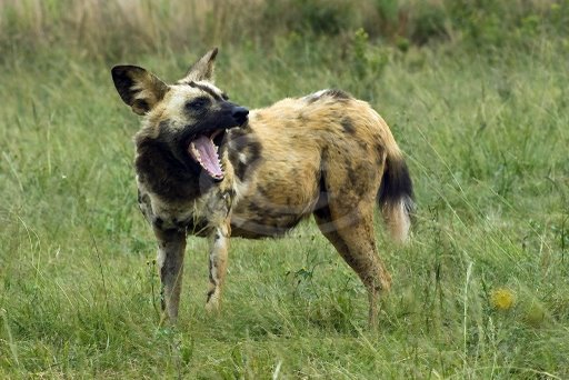 Wild_dog_canvas_masters_2 Wild_dog_canvas_masters_2
